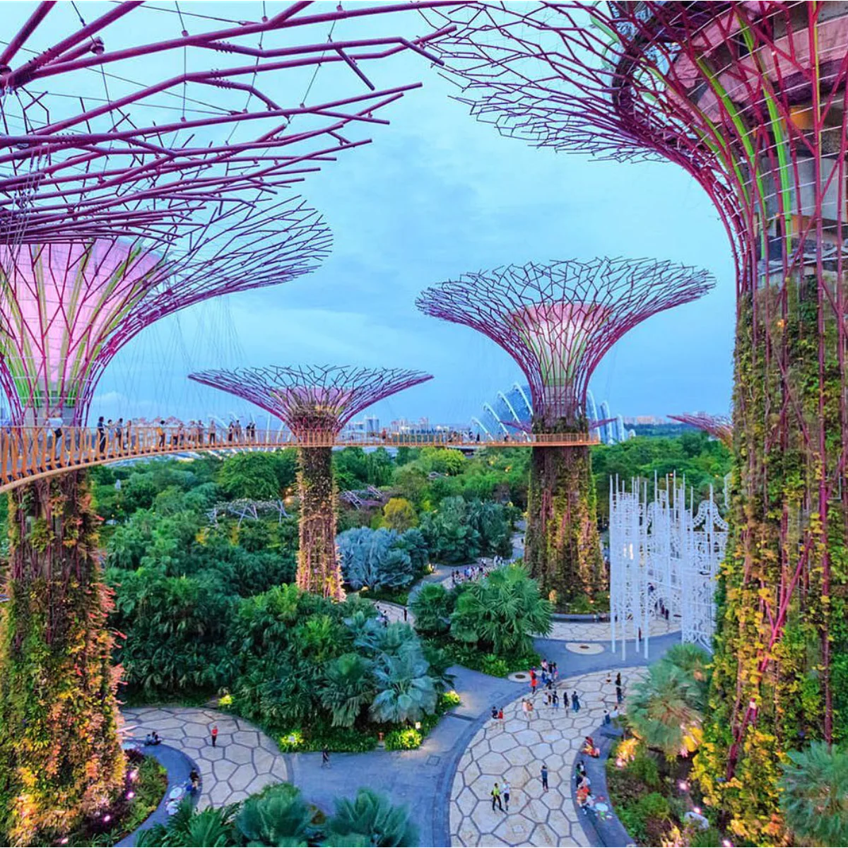 Pemandangan Supertree Grove di Gardens by the Bay Singapura dengan struktur pohon buatan raksasa bercahaya ungu yang dihubungkan oleh jembatan gantung melintasi taman hijau yang rimbun