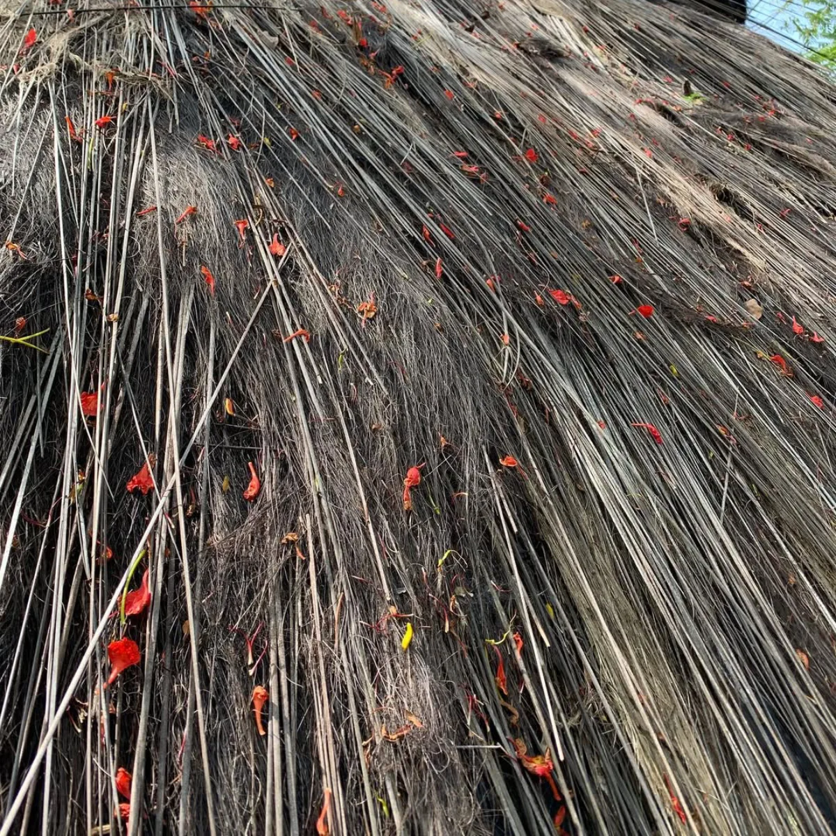 Tampilan jarak dekat material atap ijuk tradisional berwarna hitam dengan tekstur serat kasar dan guguran bunga oranye di atasnya