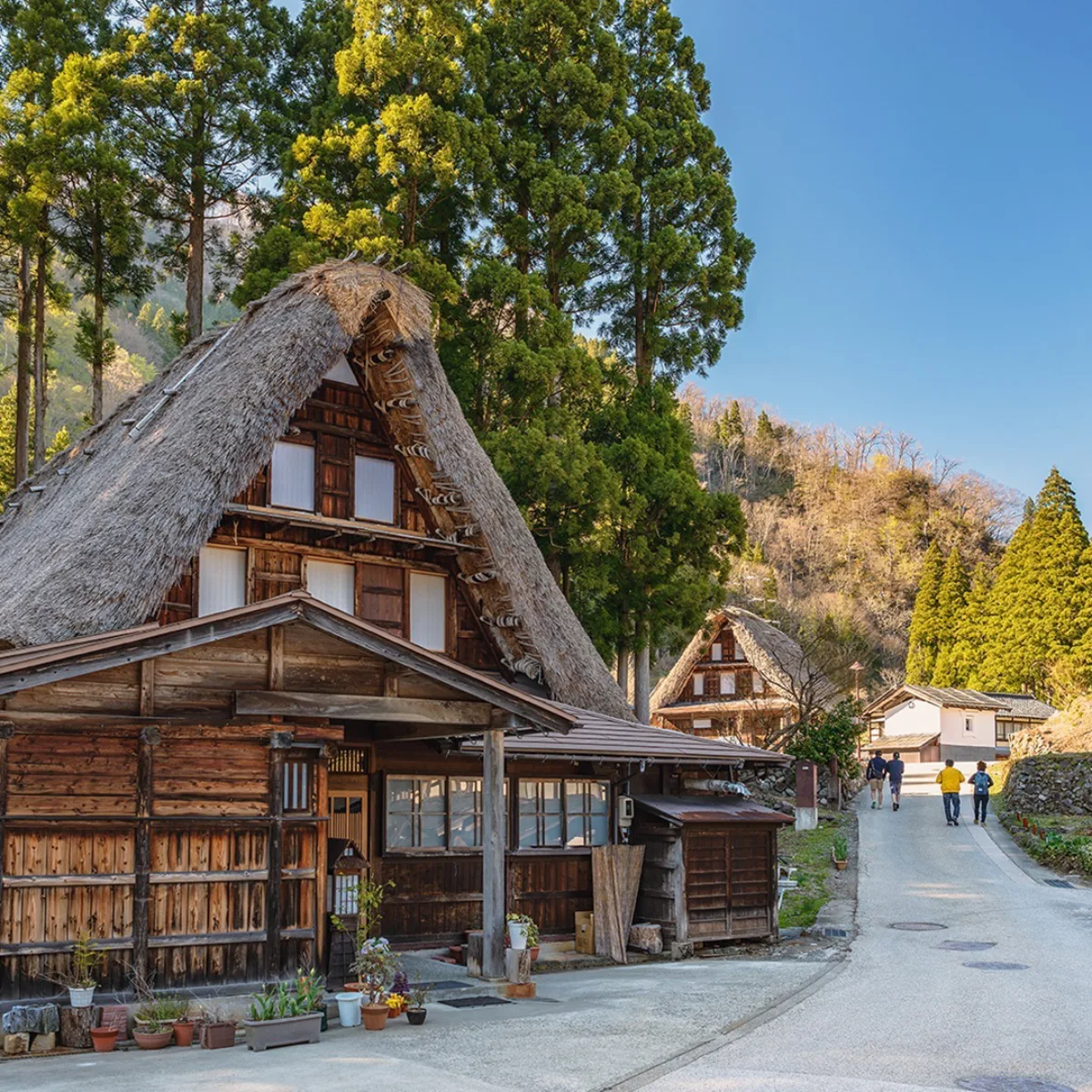 Sebuah foto miring dari sebuah rumah Gassho-zukuri tradisional Jepang di desa Shirakawa-go. Atap jerami yang sangat miring dan tebal menutupi struktur kayu, dikelilingi oleh pohon-pohon pinus hijau tua dan jalan aspal dengan tiga orang turis berjalan menjauh.