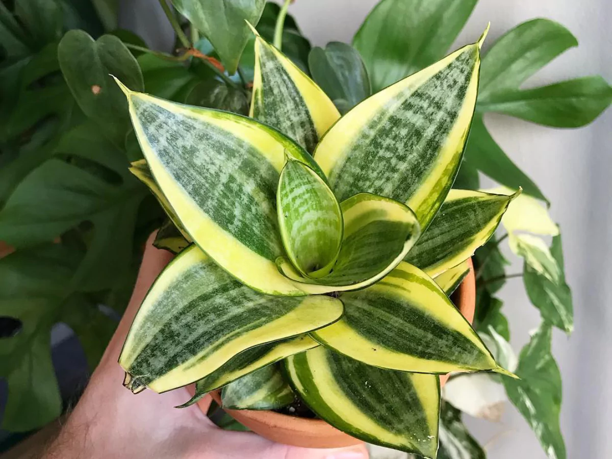Sansevieria hahnii
