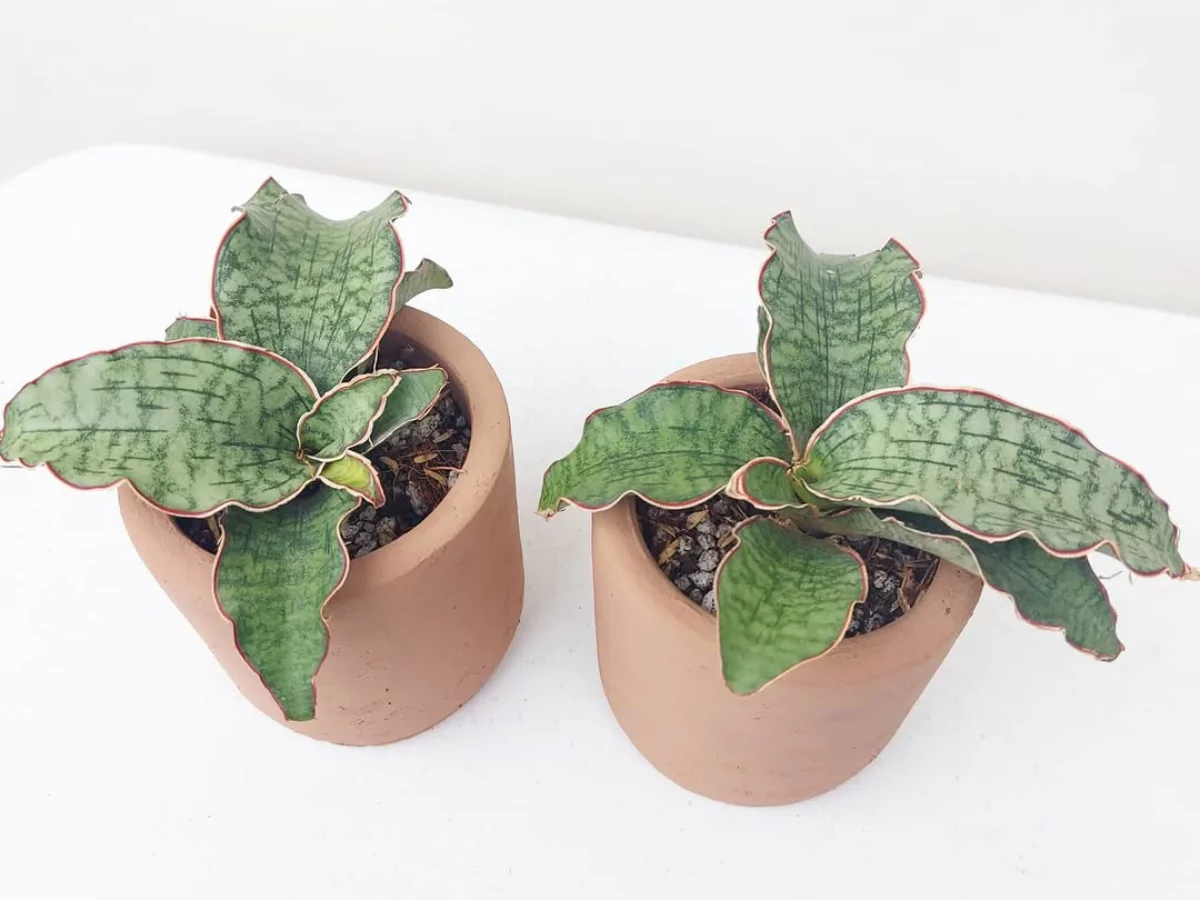 Sansevieria kirkii