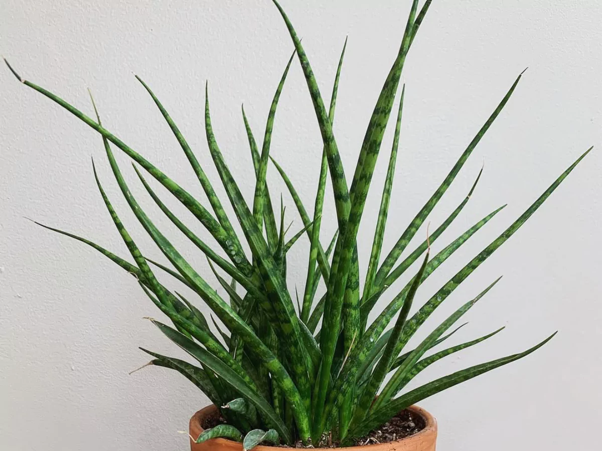 Sansevieria fernwood