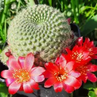 Kaktus rebutia bentuk bulat dengan tiga bunga merah.