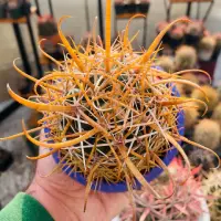 Kaktus mini dengan duri panjang warna oranye.