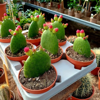 Kaktus jenis opuntia inamoena tanpa duri.