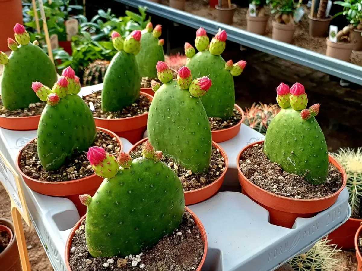 Kaktus jenis opuntia inamoena tanpa duri.