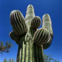 Kaktus hijau jenis saguaro raksasa dengan latar langit biru.