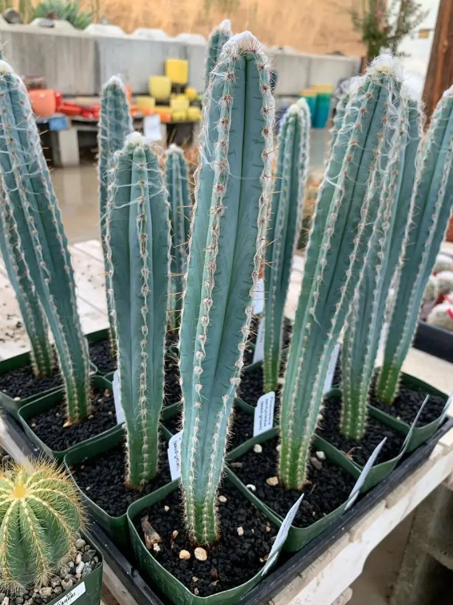 Kaktus Pilosocereus pachycladus ukuran sedang tumbuh rapi didalam pot.