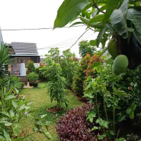 Pekarangan rumah dengan berbagai tanaman dan pohon yang baru ditanam.