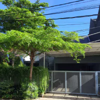 Pohon cemara hias di depan pagar rumah mewah.