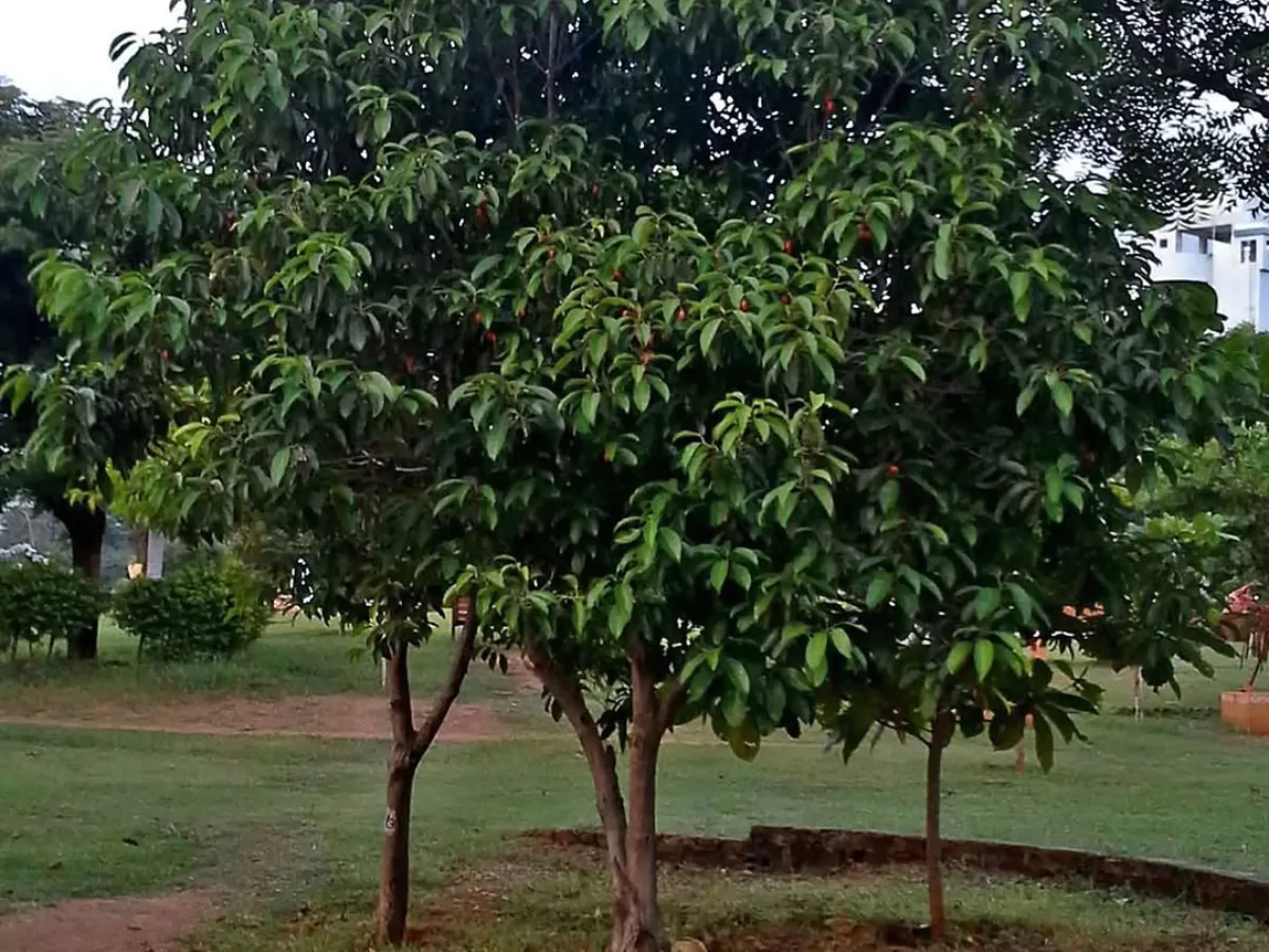 Pohon Tanjung
