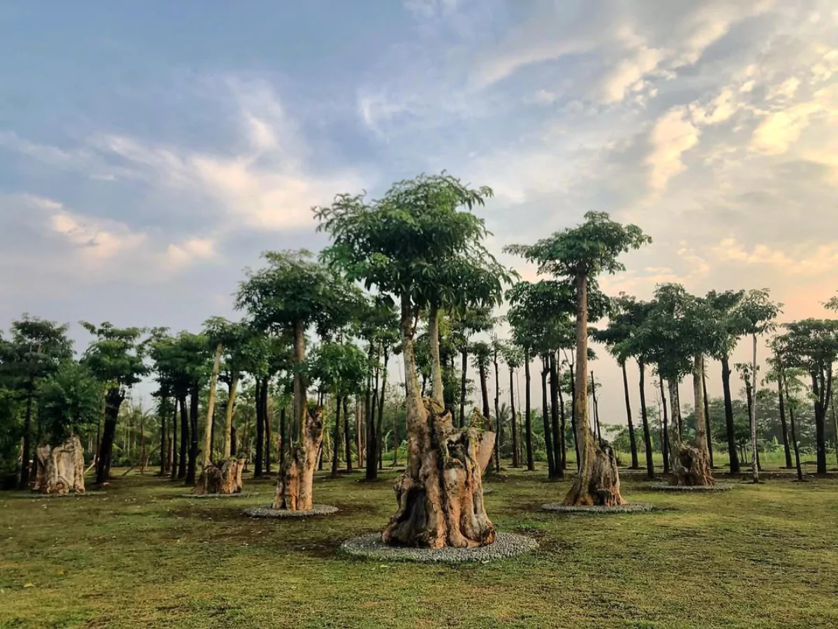 Pohon Pulai