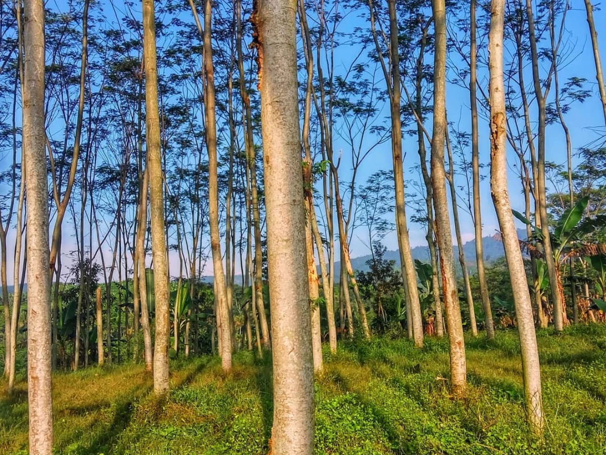 Pohon Sengon