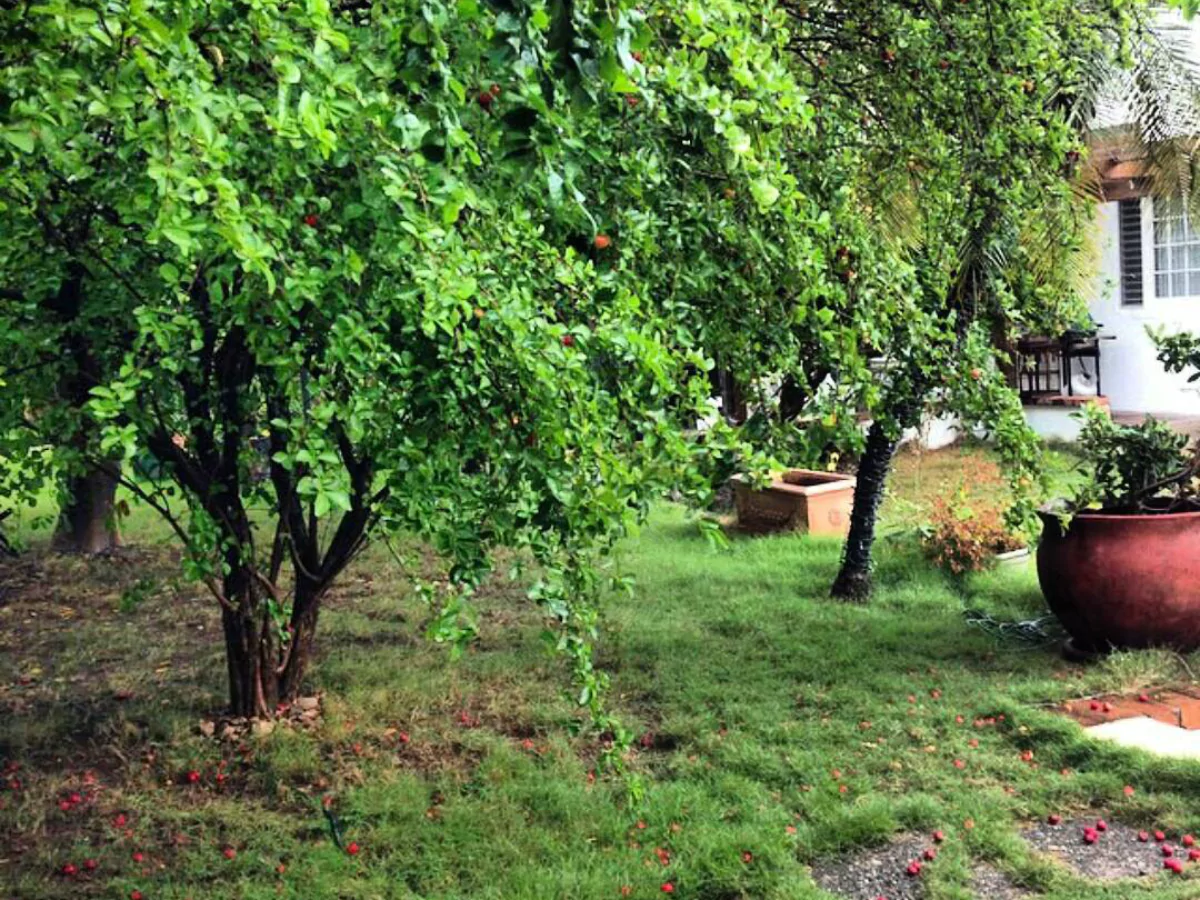 Pohon Kersen