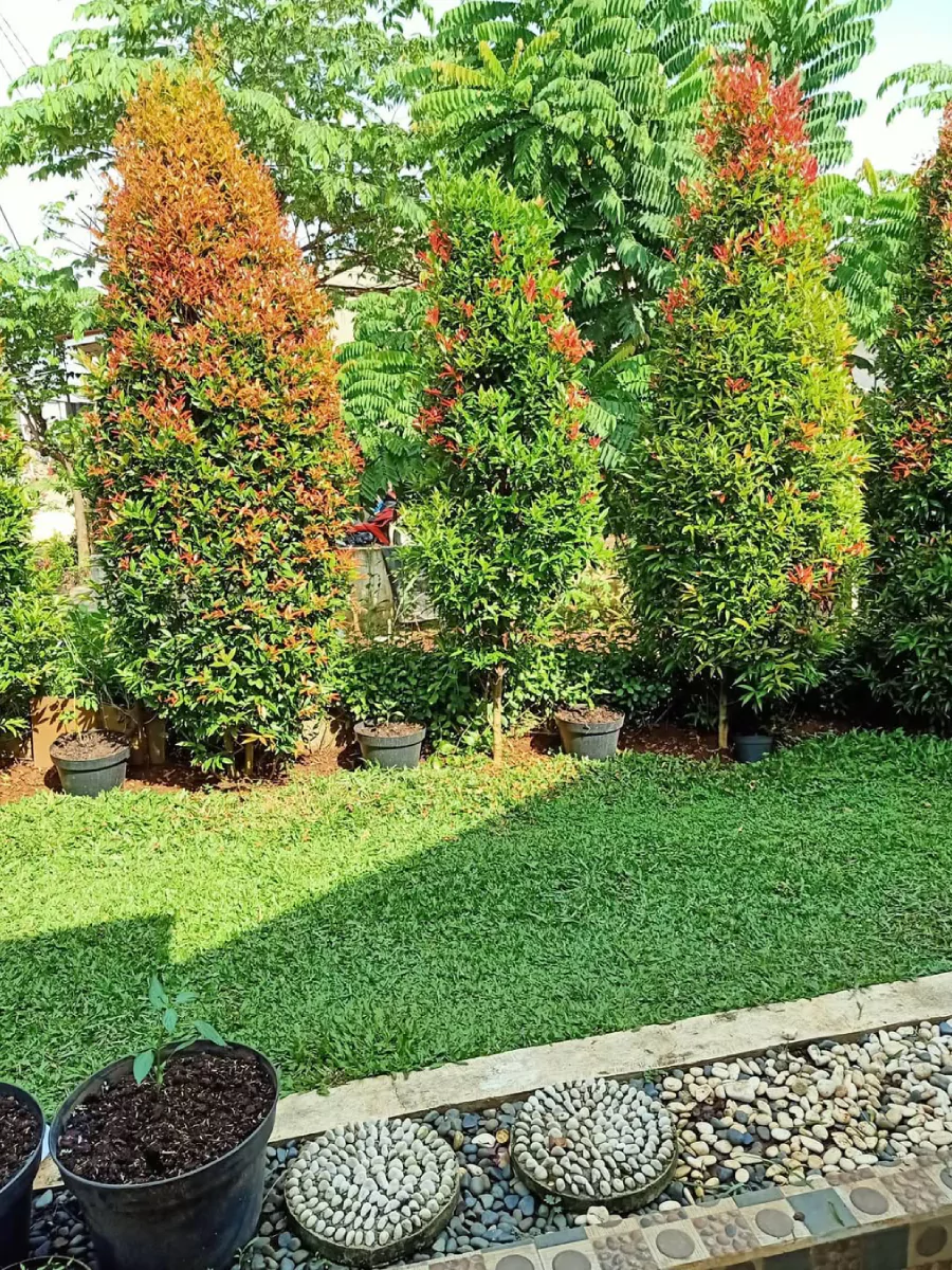 4 buah pohon pucuk merah di taman.