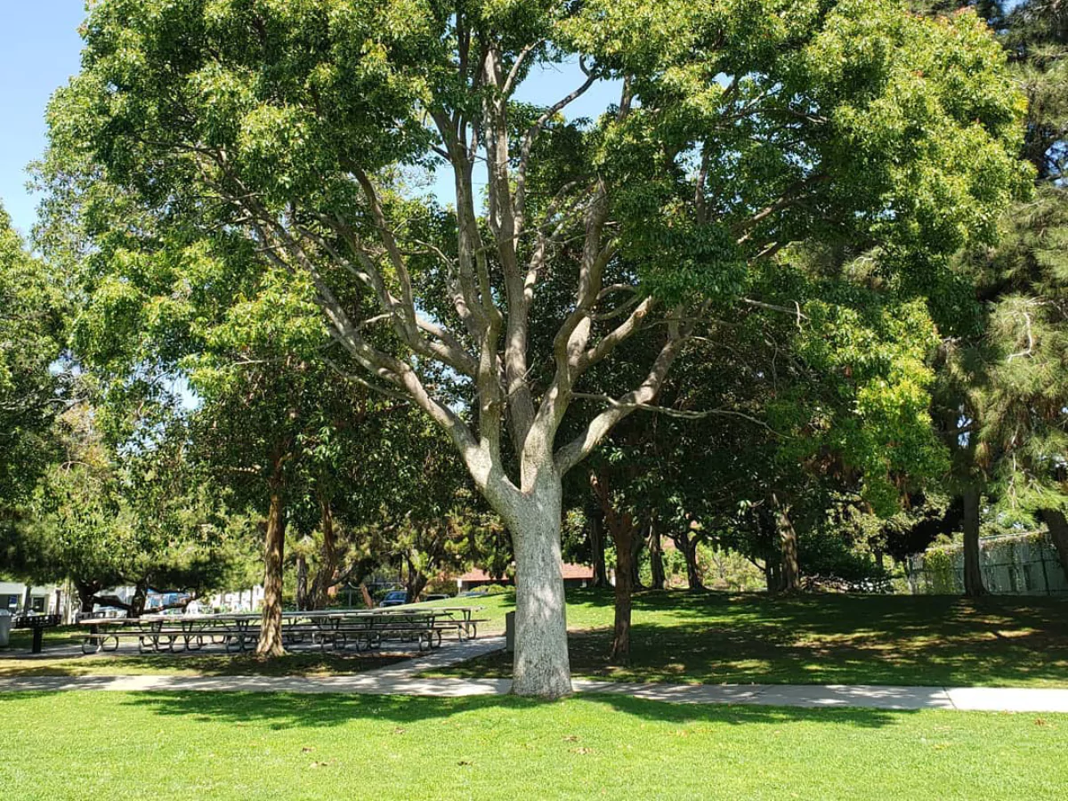 Pohon Kamper