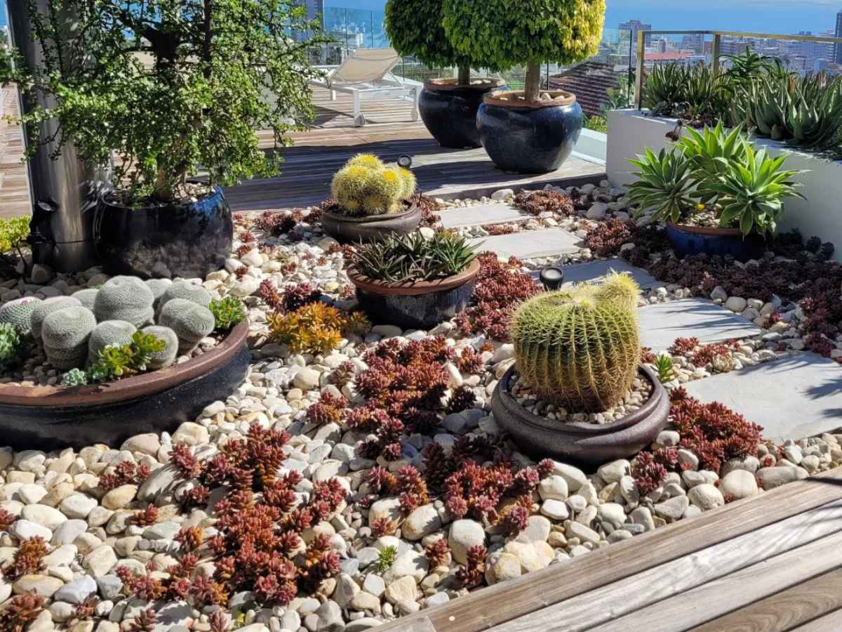 Taman kering di rooftop dengan batu koral putih, kaktus, sukulen, dan tanaman pot besar, berlatar pemandangan laut dan kota.