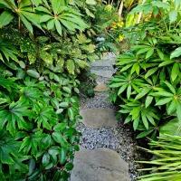 Inspirasi desain taman tropis gaya hutan (jungle garden) yang asri dengan kombinasi hardscape batu pijakan alami dan tanaman hijau eksotis yang padat.