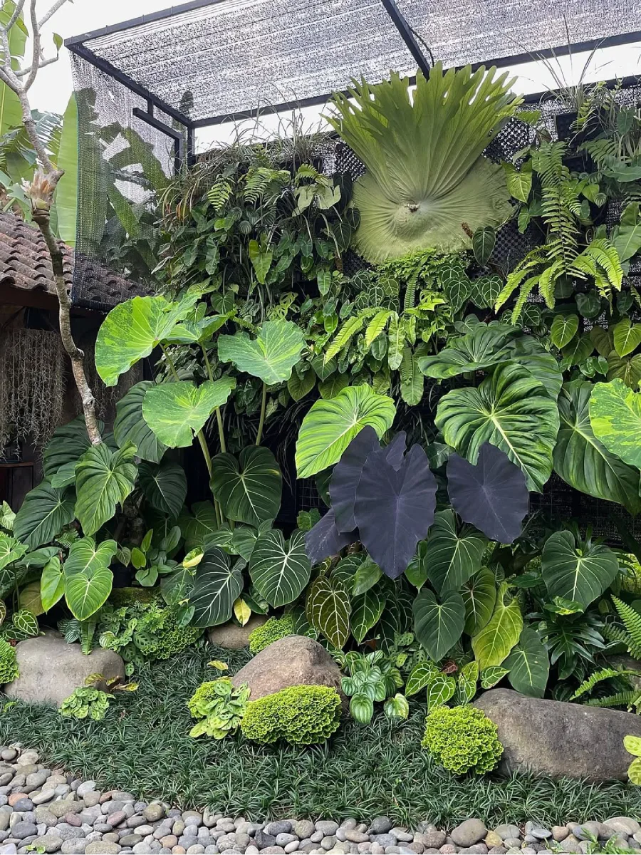 Taman tropis dengan tanaman berdaun lebar seperti monstera, philodendron, dan pakis yang ditata rimbun dengan batu alam