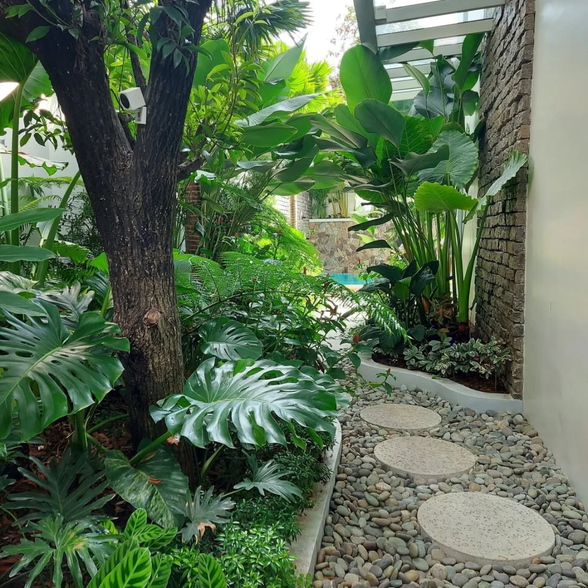 Taman tropis dengan jalur setapak dari batu kerikil dan pijakan bundar, dikelilingi tanaman hijau rimbun seperti monstera dan tanaman berdaun besar, di samping dinding batu dan bangunan modern.