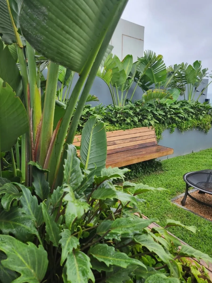 Bangku taman kayu minimalis dan area perapian (fire pit) di halaman rumput, berlatar belakang dinding abu-abu dan tanaman Pisang-pisangan (Strelitzia) yang tinggi.