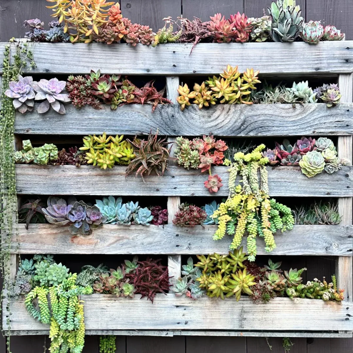 Rak pot dinding berwarna putih berisi tanaman hias hijau kecil yang tersusun dalam pola geometris minimalis.