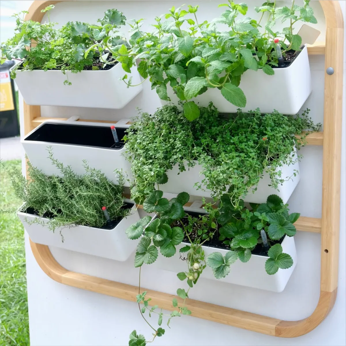Rak taman vertikal dengan pot putih berisi tanaman herbal dan sayuran seperti mint, thyme, rosemary, dan stroberi yang ditata rapi di dinding kayu.