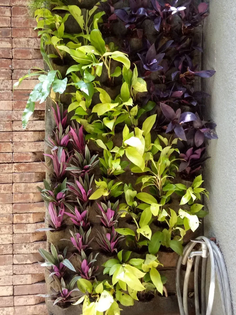 Taman vertikal di dinding luar dengan barisan tanaman daun hijau, ungu, dan merah muda yang tersusun dalam kantong tanam kain.