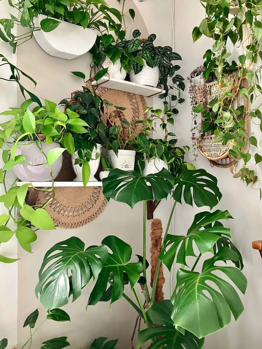Sudut ruangan yang dipenuhi tanaman hias gantung dan rak vertikal, dengan berbagai tanaman daun tropis termasuk monstera dan pothos.