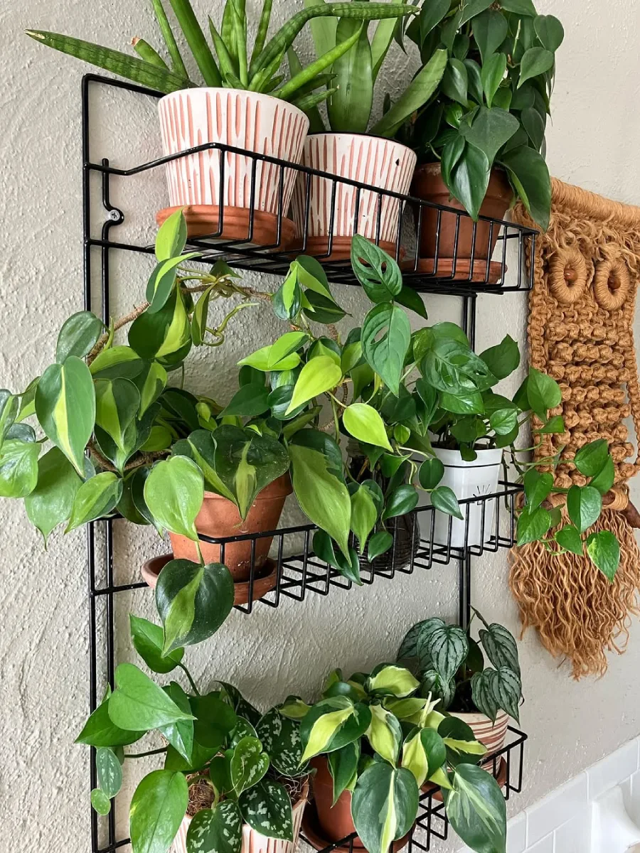Rak kawat hitam bertingkat yang dipenuhi pot tanaman hias daun hijau, ditempelkan pada dinding interior dengan dekorasi makrame di sampingnya