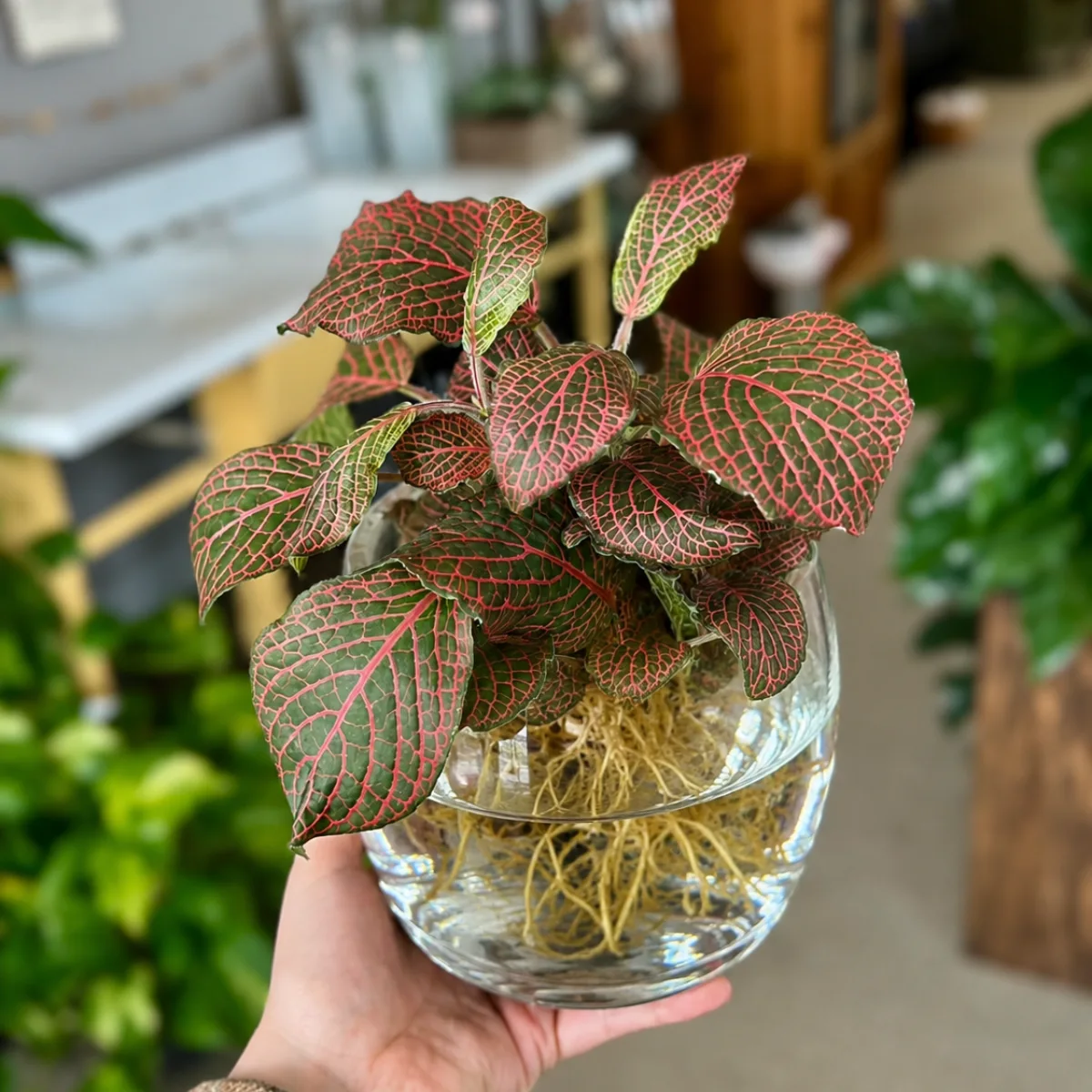 Tangan seseorang sedang memegang mangkuk kaca bening berisi air tempat tumbuhnya tanaman Fittonia yang memiliki daun hijau dengan urat berwarna merah muda terang beserta akar yang menjuntai di dalam air.