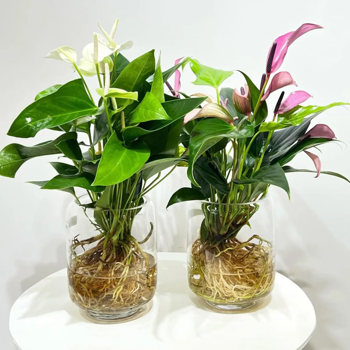 Dua vas kaca besar berisi air diletakkan berdampingan di atas meja bundar berwarna putih. Kedua vas memperlihatkan sistem akar yang lebat, vas sebelah kiri berisi tanaman Anthurium berbunga putih dan vas sebelah kanan berbunga merah muda keunguan.