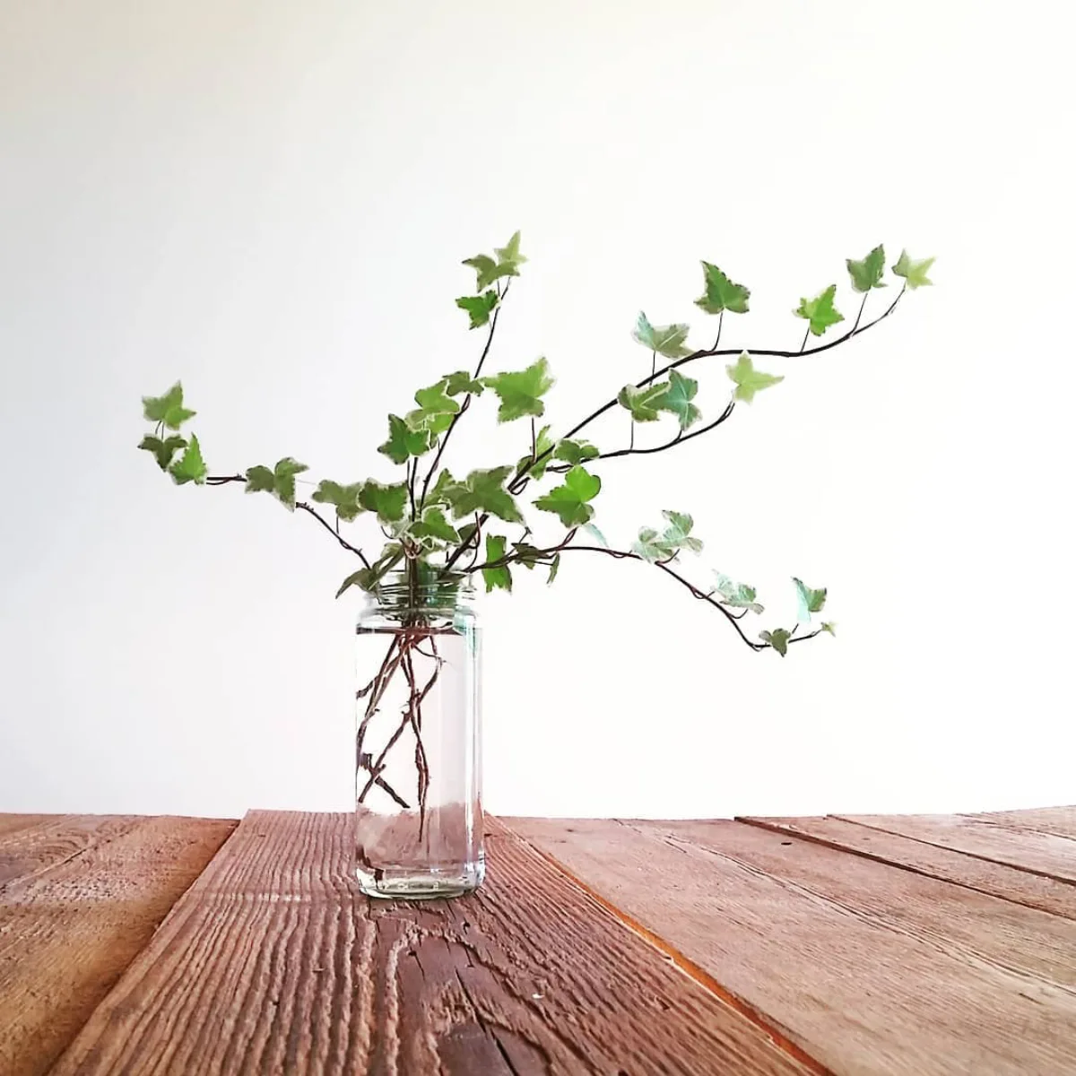 Batang tanaman ivy dengan daun hijau merambat menjuntai dari dalam vas botol kaca bening berisi air yang diletakkan di atas meja kayu bertekstur.