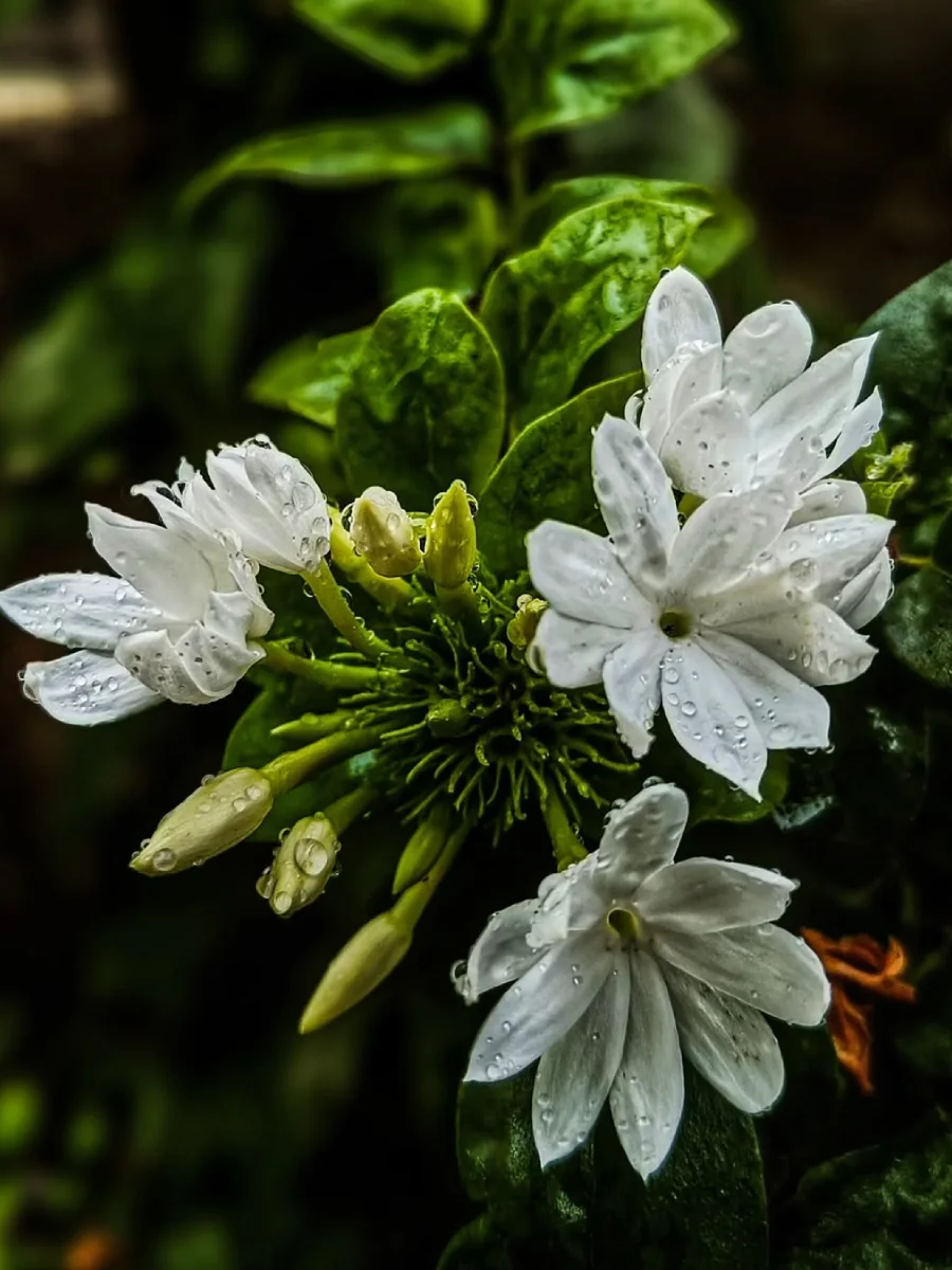 Bunga melati putih.