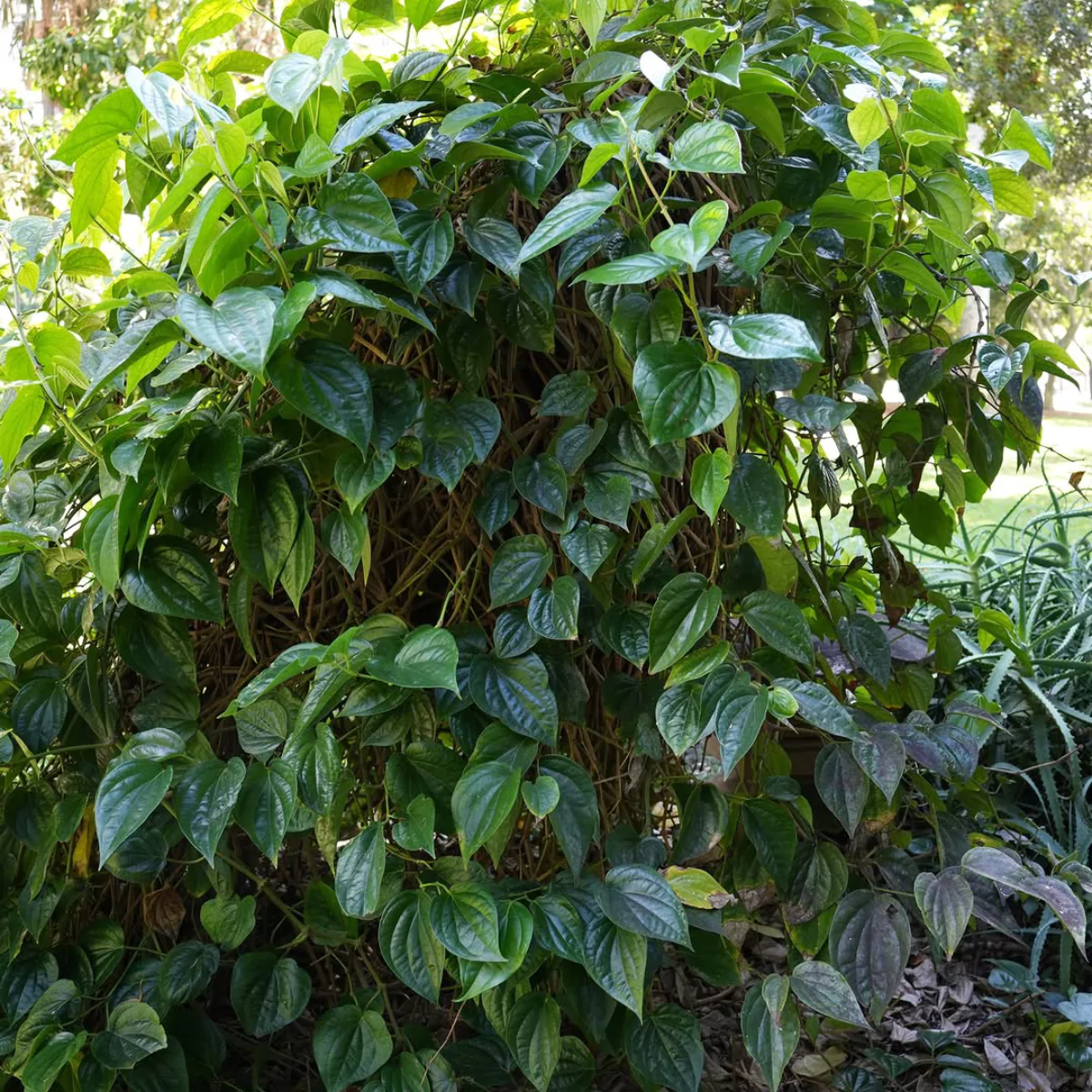 Daun sirih rimbun.