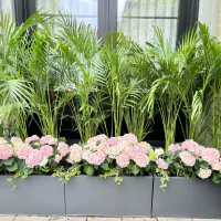 Palem kuning dan bunga didalam pot persegi panjang.