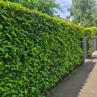 Tanaman pagar hijau.