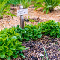 Tanaman lemon balm dengan papan nama.