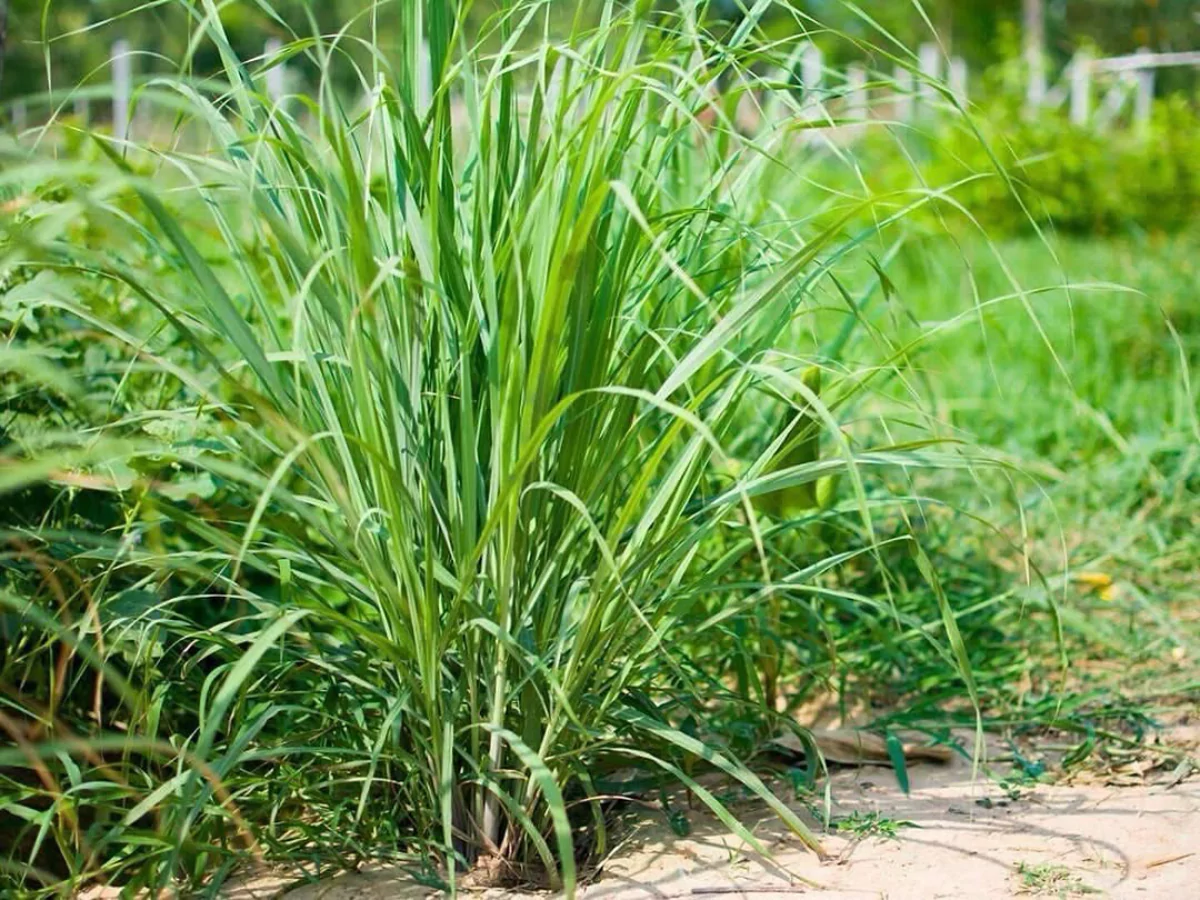 Tanaman serai.