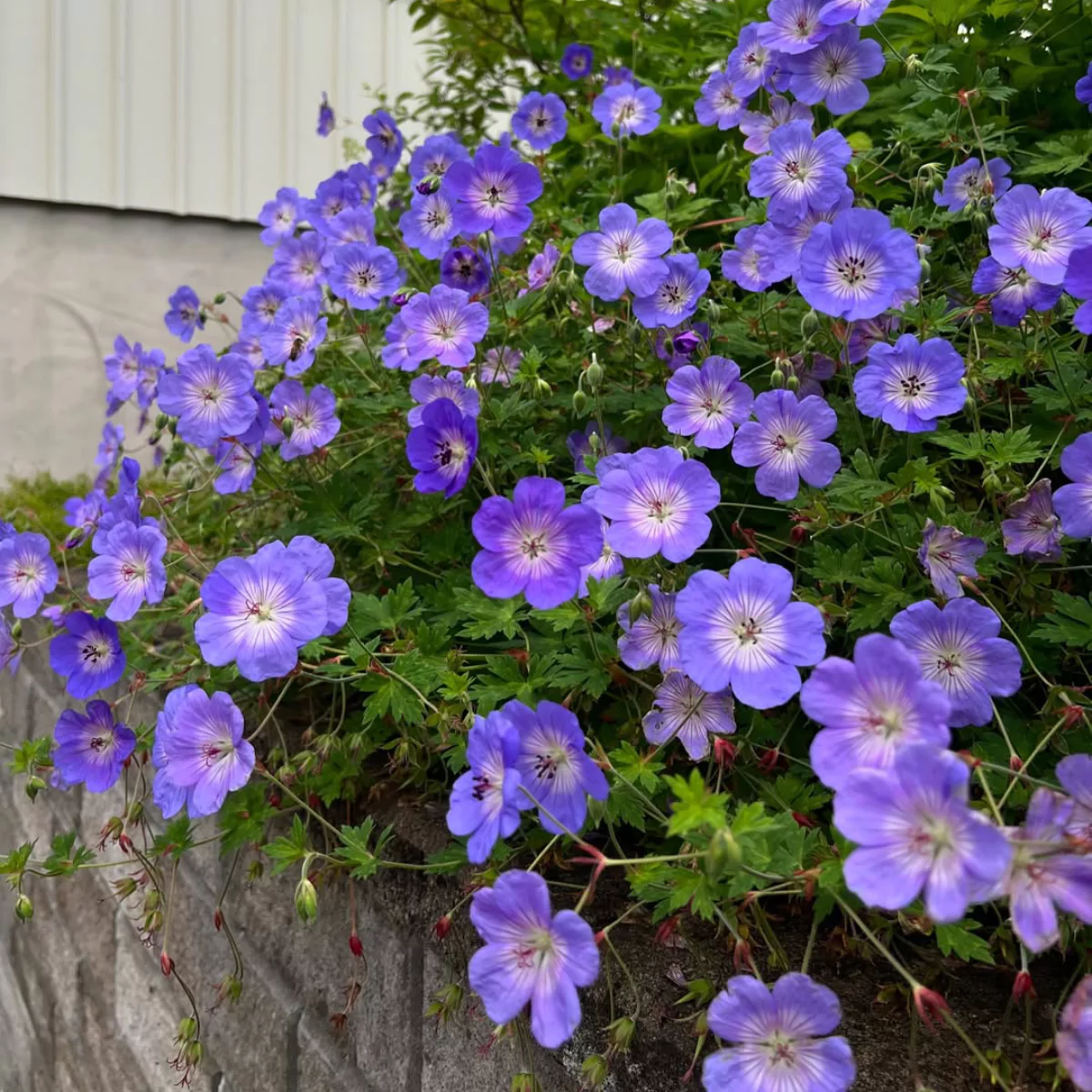 Tanaman geranium.