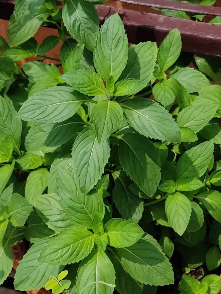 Tanaman peppermint.