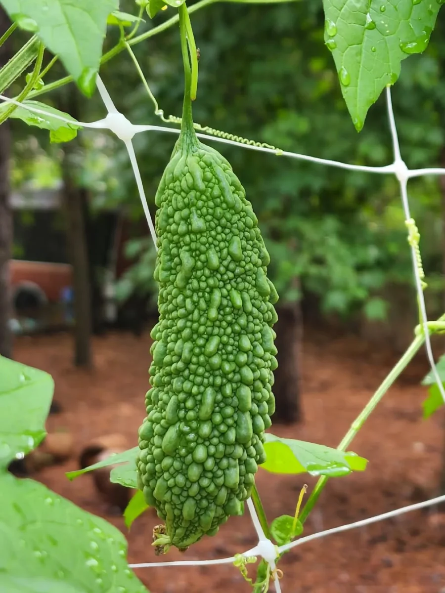 Sayur pare rigid.