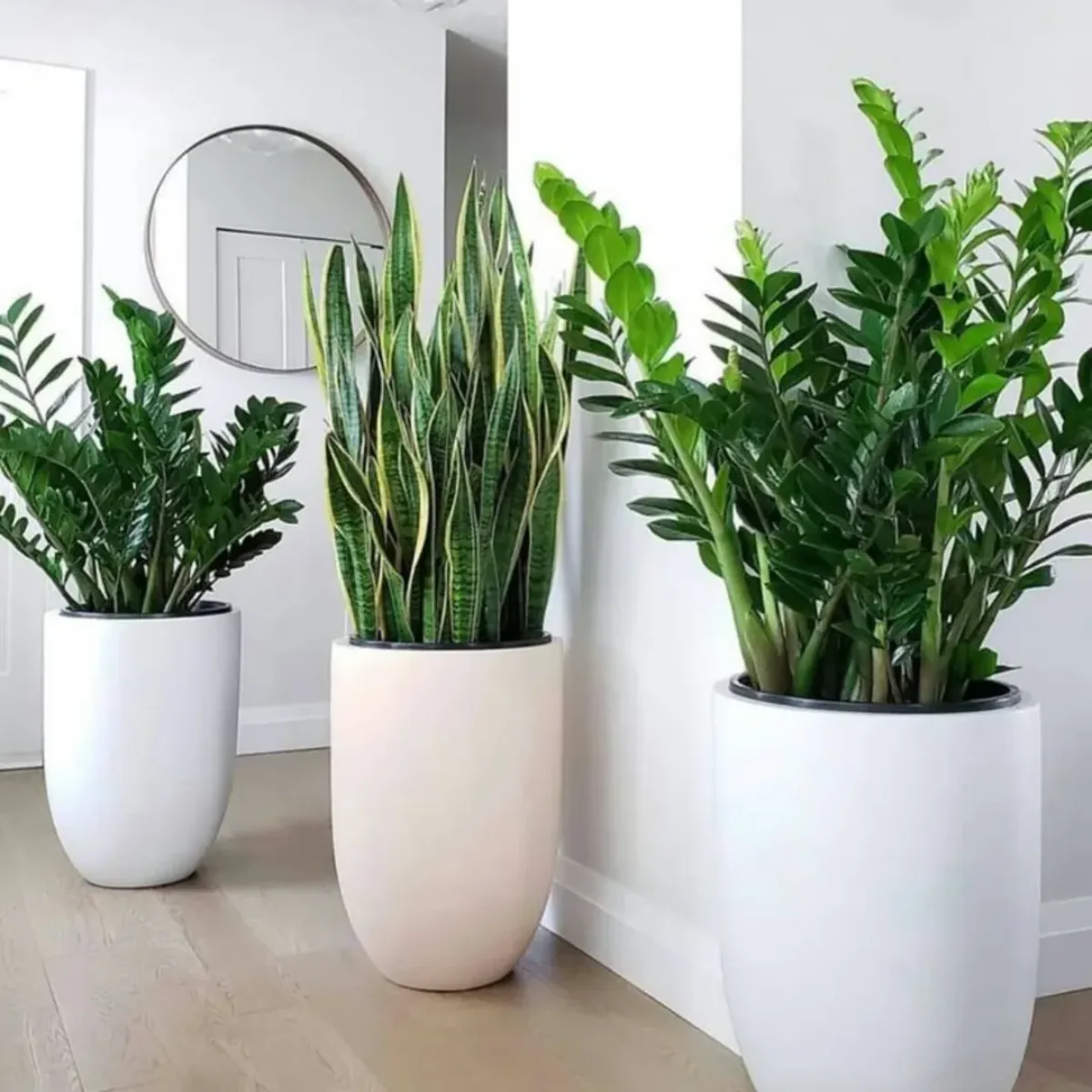 Koleksi tanaman hias lidah mertua dan zz plant dalam pot putih estetik untuk menyegarkan suasana ruang tamu
